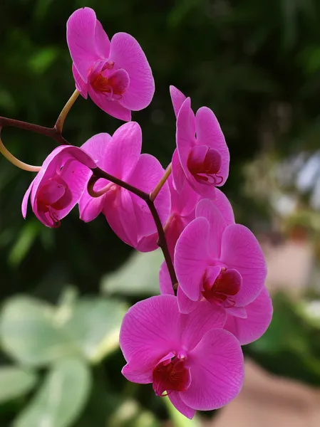 Orquídea rosa — Fotografia de Stock