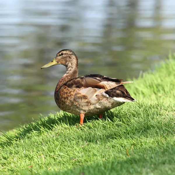 Mallard Duck — Stock Photo, Image