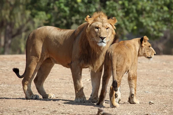 Leone e leonessa — Foto Stock