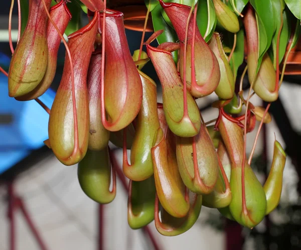Nepenthes Alata