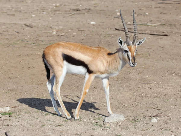 Thomson's gazelle — Stock Photo, Image