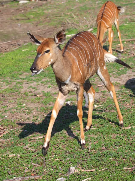 Piccola antilope Kudu — Foto Stock