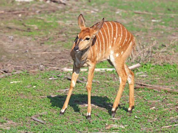 Piccola antilope Kudu — Foto Stock