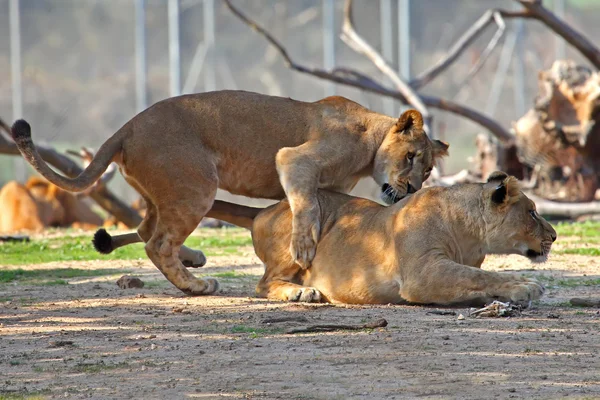 Leones — Foto de Stock