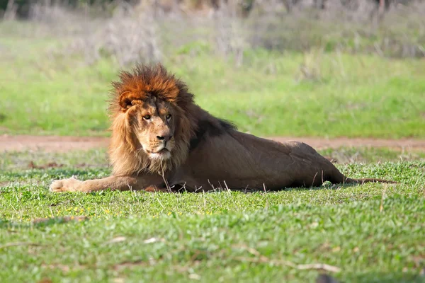 León macho — Foto de Stock