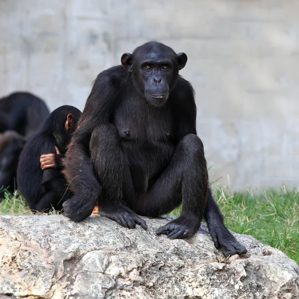 Chimpancé — Foto de Stock