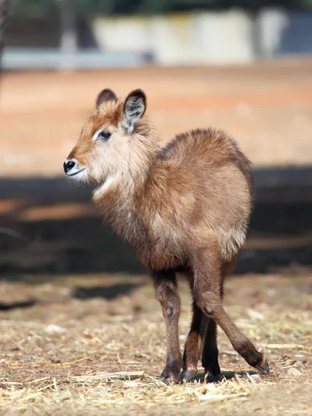 Waterbuck — Foto Stock