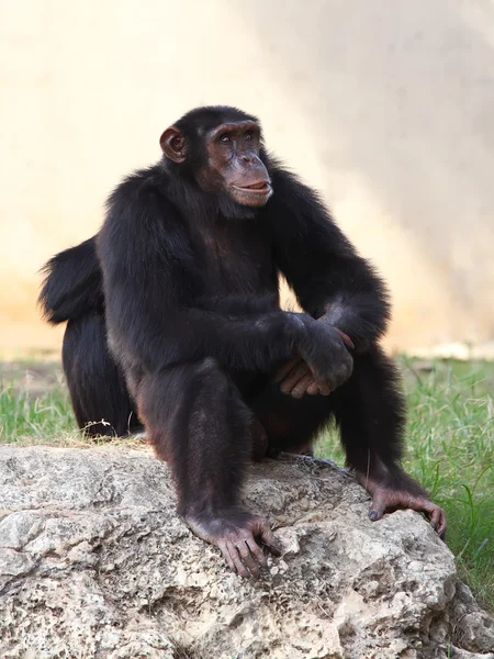 Chimpanzé — Fotografia de Stock