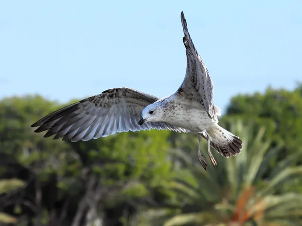 Gaviota — Foto de Stock