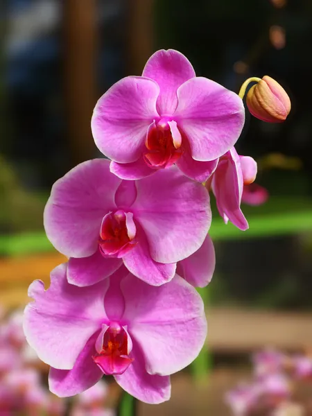 Tropiska blommor — Stockfoto