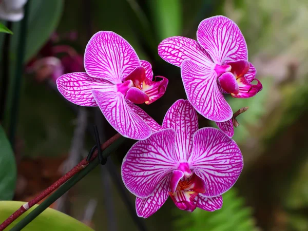 Orchidee — Stockfoto