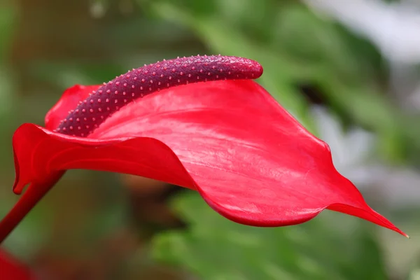 Flor de flamenco —  Fotos de Stock