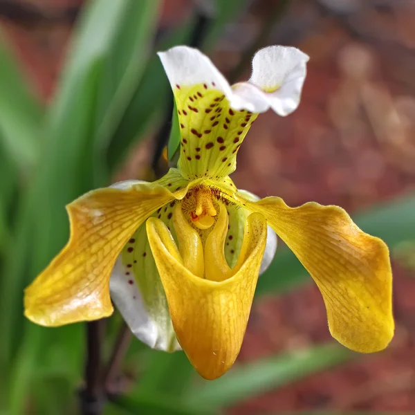 Tropische Blumen — Stockfoto