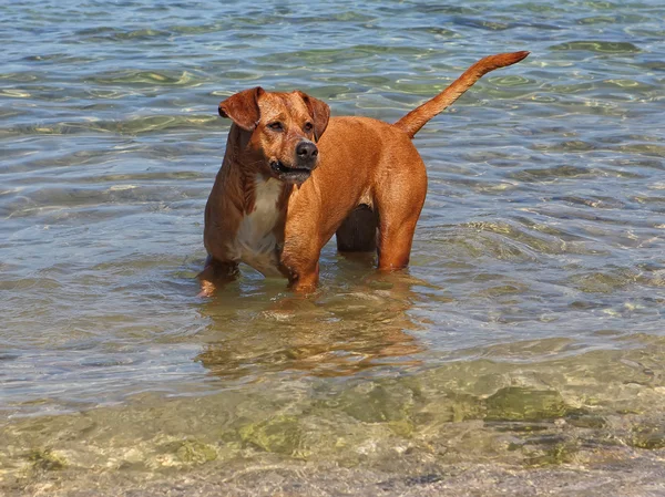 Perro y mar — Foto de Stock