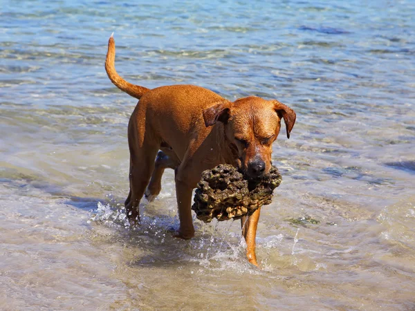 Cão na água — Fotografia de Stock