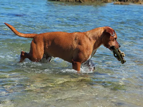 Koira vedessä — kuvapankkivalokuva