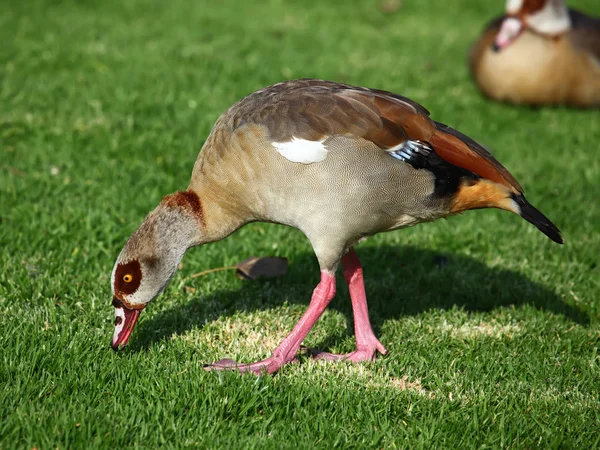 An Egyptian goose — Stock Photo, Image