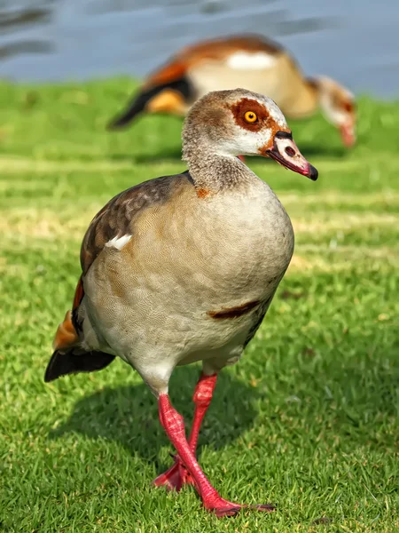 Un'oca egiziana — Foto Stock