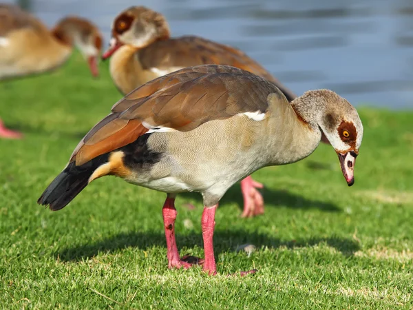 An Egyptian goose — Stock Photo, Image