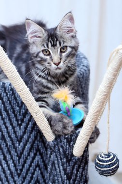 güzel maine coon yavru kedi