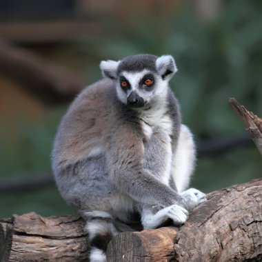 Lemur