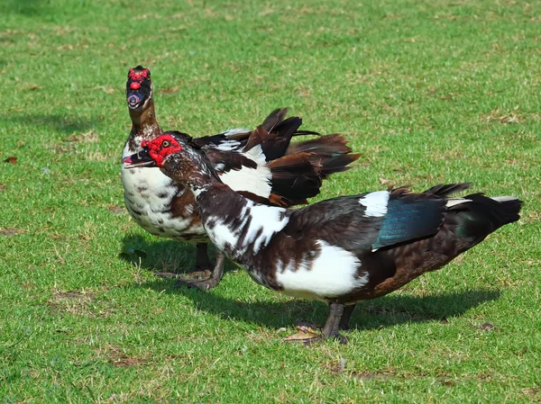 Muscovy Ducks (Cairina moschata) — Stock Photo, Image