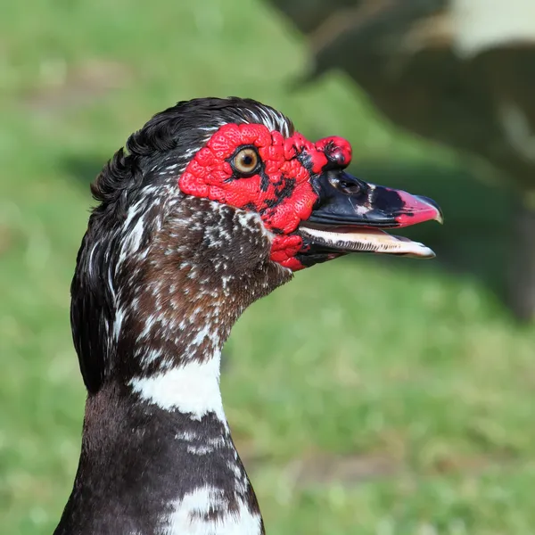 Pato-da-índia (Cairina moschata ) — Fotografia de Stock