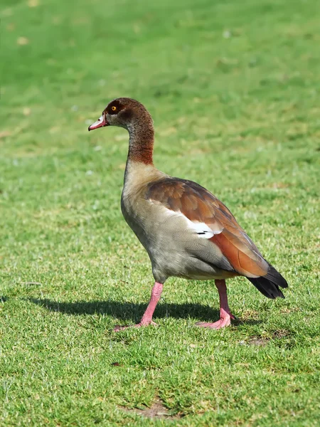 An Egyptian goose — Stock Photo, Image