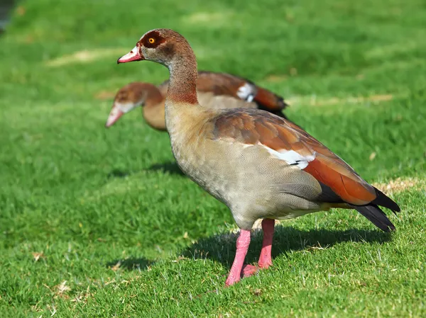 An Egyptian goose — Stock Photo, Image