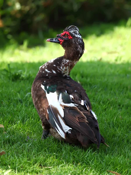 Pato moscoso (Cairina moschata ) —  Fotos de Stock