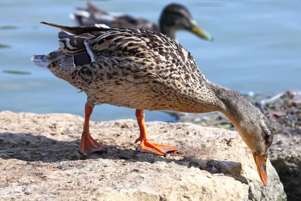 Πάπια Mallard — Φωτογραφία Αρχείου