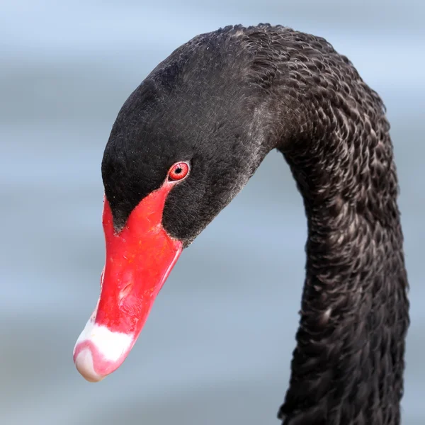 Schwarzer Schwan — Stockfoto