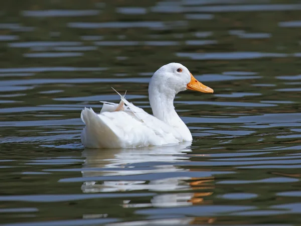 Weiße Ente — Stockfoto