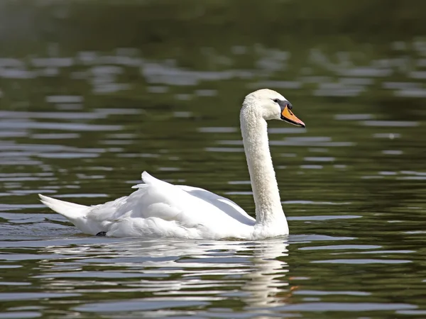 Beautiful white swan — Stock Photo, Image