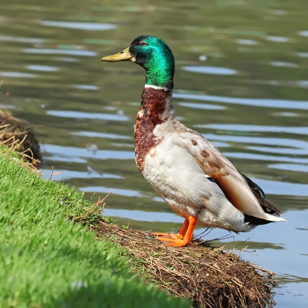 Manliga gräsand — Stockfoto