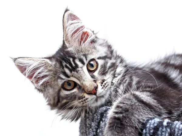 美しいメインあらいくま子猫 — ストック写真