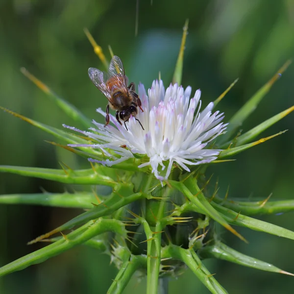 Bee en bloem — Stockfoto