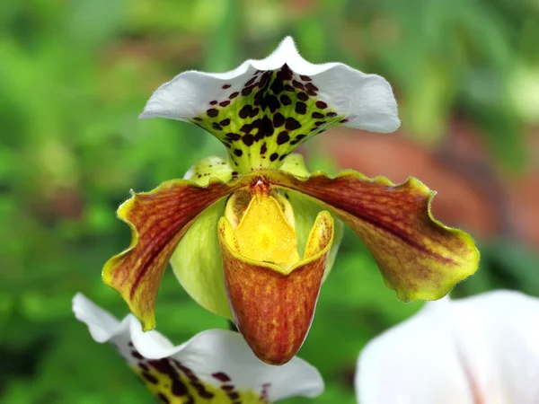 Paphiopedilum — Stock Photo, Image