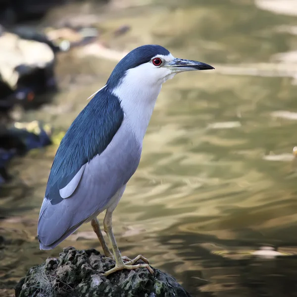 Nycticorax nycticorax — Foto de Stock