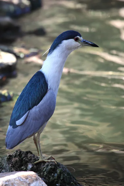 Nycticorax nycticorax — стоковое фото