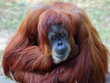 orangutan