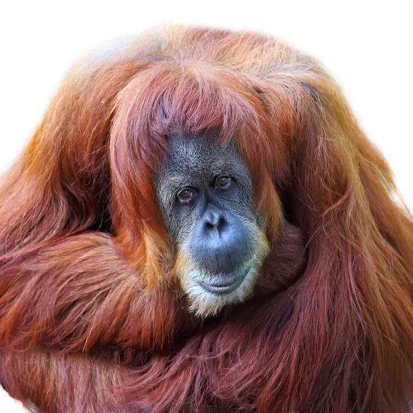 Orangutang — Stockfoto