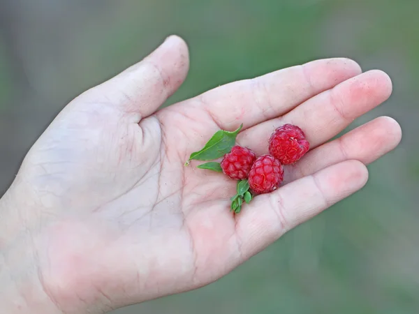 Forest raspberry — Stock Photo, Image