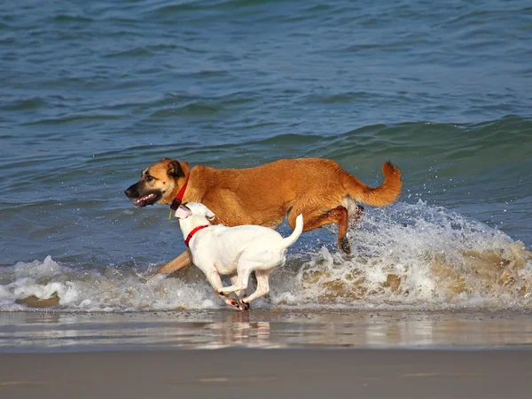 Dois cães — Fotografia de Stock