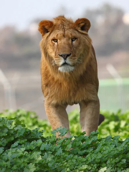 Löwenmännchen — Stockfoto