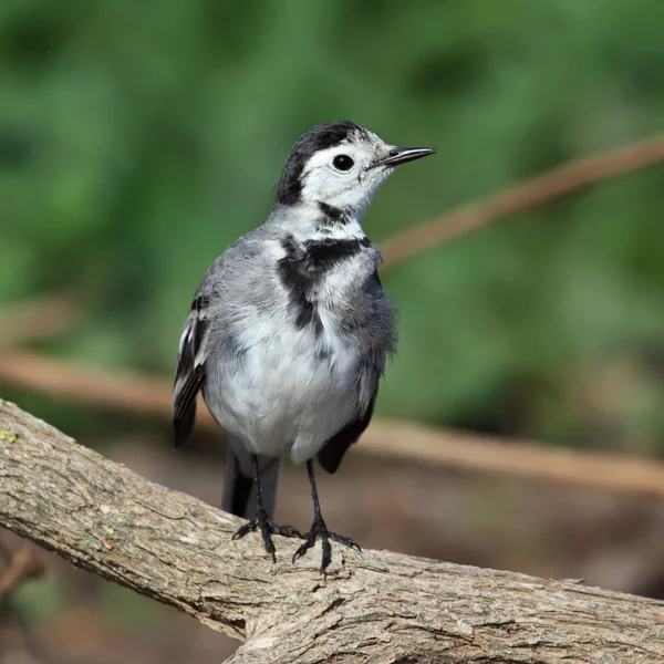 Witte Kwikstaart — Stockfoto