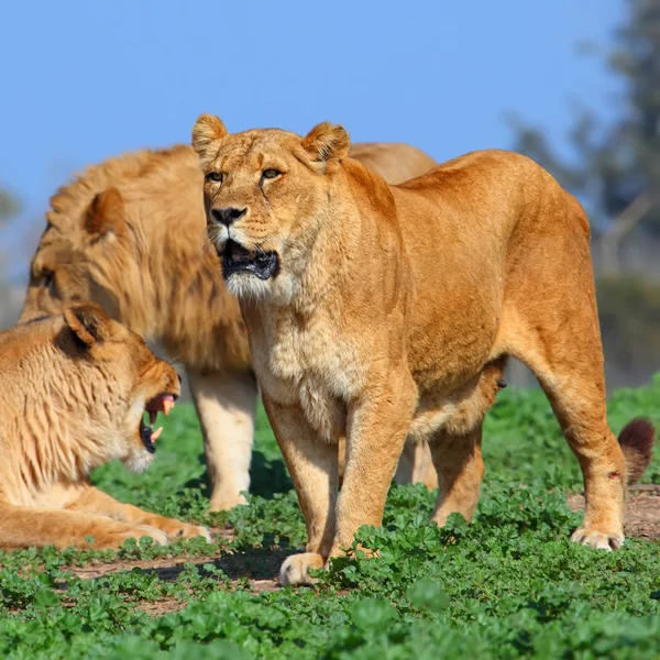 Lioness — Stock Photo, Image