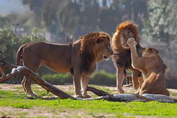 Leones en el zoológico — Foto de Stock