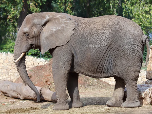 Art af elefant - Stock-foto