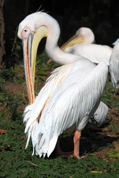 Pelecanus — Stok fotoğraf